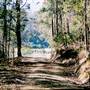 Bluebell Wood - Tilba Tilba