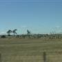 Dalgety/Cooma