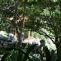 Chinese Garden of Friendship - Darling Harbour