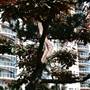 Chinese Garden of Friendship - Darling Harbour