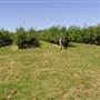Daydawn Orchard