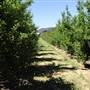 Daydawn Orchard