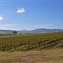 Denman vineyard