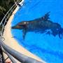 Dolphin Marine Magic