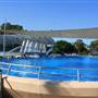 Dolphin Marine Magic