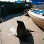 Dolphin Marine Magic