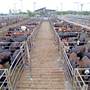 Dubbo Saleyards