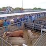 Dubbo Saleyards