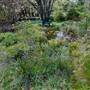 Lady Fairfax Gardens