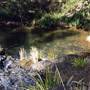 Barrington Tops National Park