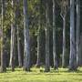 Barrington Tops National Park