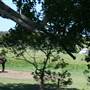 Berry Area Farms