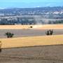 Wheatfields near Bingara