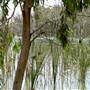 Gum Swamp & Bird Hide