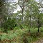 Bonnie Vale Campground - Royal National Park