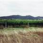 Botobolar Vineyards