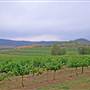Broke vineyards