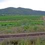 Broke vineyards