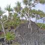 Cabarita Beach (Bogangar)