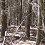 Canobolas State Forest / Recreation Area
