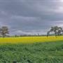 Canola Field