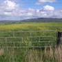 Canola Field