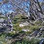 Charlotte Pass