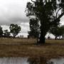 Collingullie