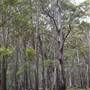 Coolah Tops National Park