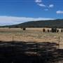 Countryside, Parkes to Eugowra