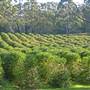 Crops near Ballina