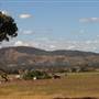 Crops/Farms - Central West