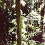 Crystal Shower Falls - Dorrigo National Park