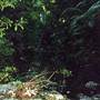 Crystal Shower Falls - Dorrigo National Park