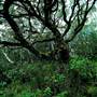 Dorrigo National Park