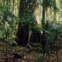 Dorrigo National Park