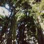 Dorrigo National Park