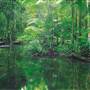 Dorrigo National Park