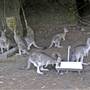 Shoalhaven Zoo