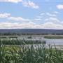 Fivebough Swamp