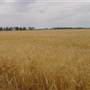Gilgandra Rural Area