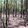 Goobang National Park