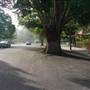 Grafton
