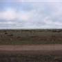 Hay Plains