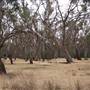 Hay State Forest - Murrumbidgee Valley Regional Park