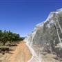 Hillside Orchard, Borenore