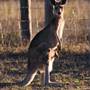 Inverary Homestead - Dthinna Dthinnawan National Park