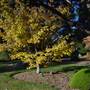 Japanese Gardens Cowra