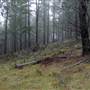 Jenolan State Forest