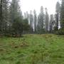 Jenolan State Forest